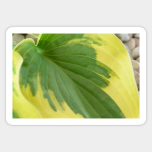 Hosta  'Wide Brim'  Plantain lily Sticker